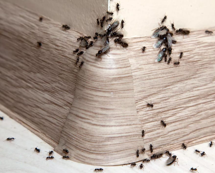 Infestation de fourmis entrant dans une maison par une fissure